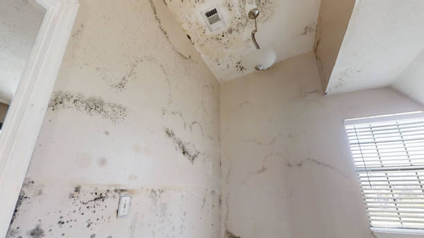  Toledo, OR Mold Removal Pros