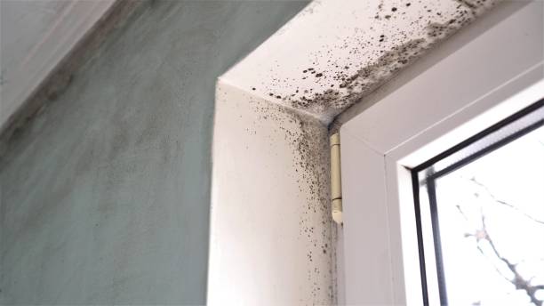 Best Emergency Mold Remediation  in Toledo, OR