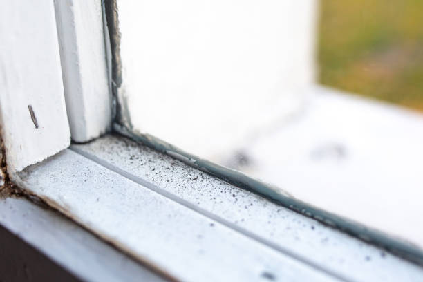 Best Mold Documentation for Insurance Claims  in Toledo, OR
