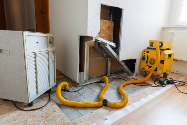 Best Black Mold Removal  in Toledo, OR