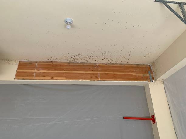 Best Mold Damage Restoration  in Toledo, OR
