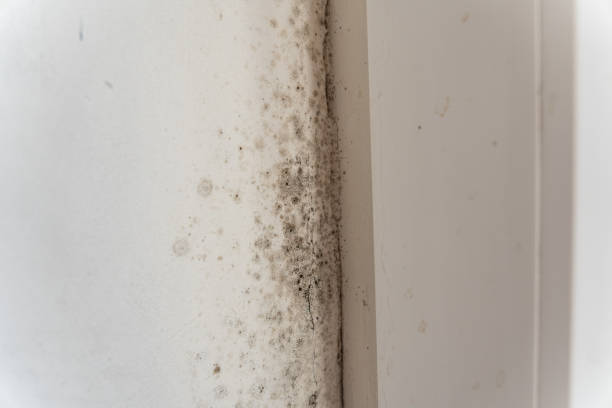 Best Biohazard Mold Removal  in Toledo, OR